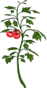 トマトの木