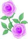 紫色のバラの花