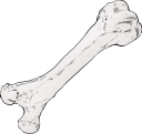 動物の大腿骨