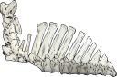 哺乳類のあばら骨
