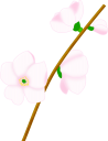 梅の花のイラストです