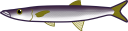 アカカマスのイラストです。