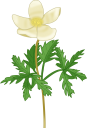 イチリンソウのイラストです