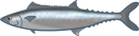 サワラ