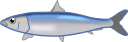 マイワシ