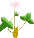 ミスミソウの花のイラストです