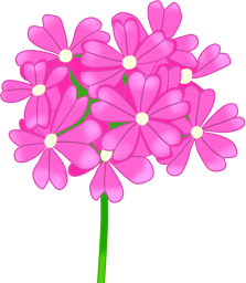 サクラソウの花のイラスト