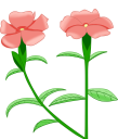 フシグロセンノウの花のイラスト