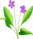 スミレの花のイラスト