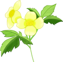 ヤマブキソウノ花のイラスト