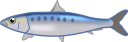 マイワシ