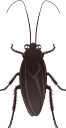 ゴキブリ