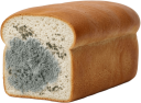カビの生えた食パン