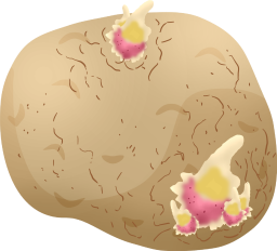 芽の出たジャガイモ