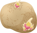 芽の出たジャガイモ